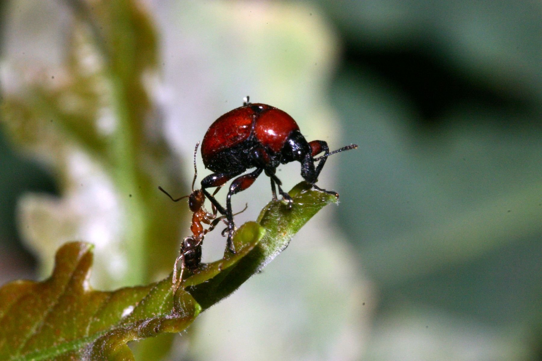 Vattene! Lasius cfr emarginatos minaccia Attelabus nitens